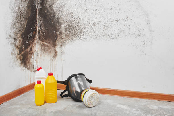 Best Residential Mold Removal  in Custer, SD