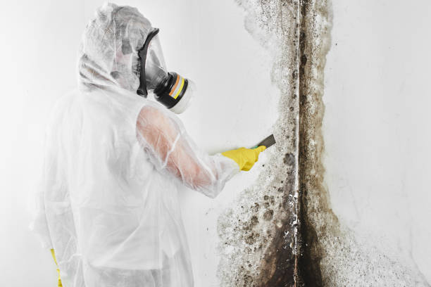 Best Attic Mold Removal  in Custer, SD