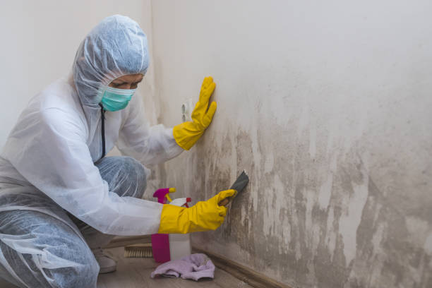 Best Emergency Mold Removal  in Custer, SD