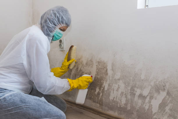 Best Mold Remediation  in Custer, SD