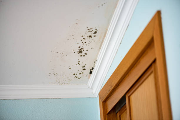 Best Mold Removal Company Near Me  in Custer, SD