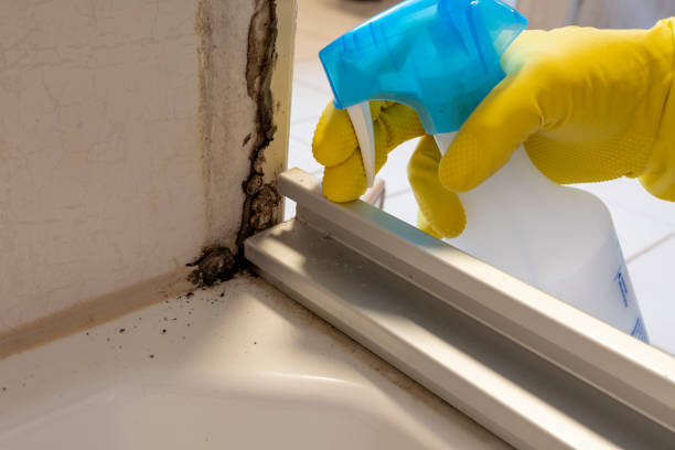 Best Black Mold Removal  in Custer, SD