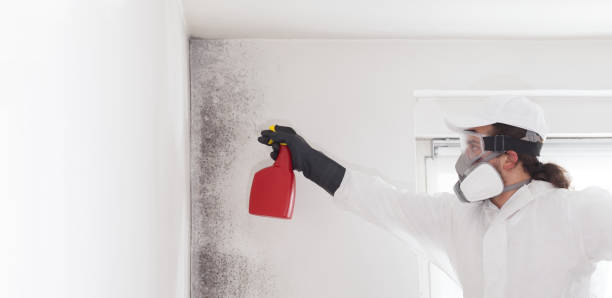 Best Black Mold Removal  in Custer, SD