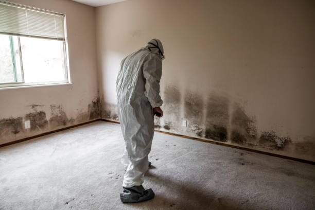 Best Commercial Mold Removal  in Custer, SD