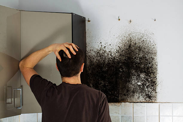 Best Best Mold Removal Companies  in Custer, SD