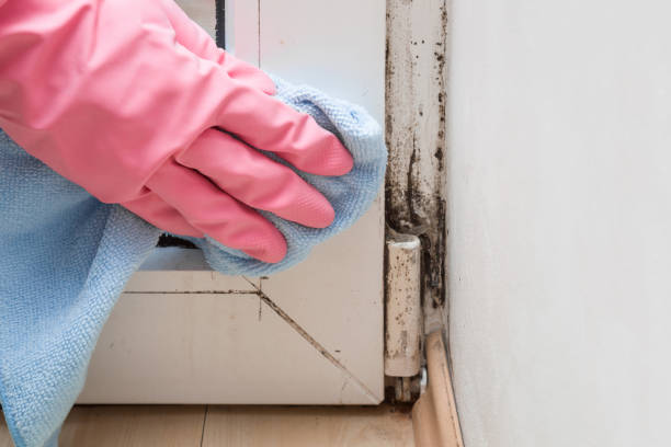 Best Professional Mold Removal  in Custer, SD