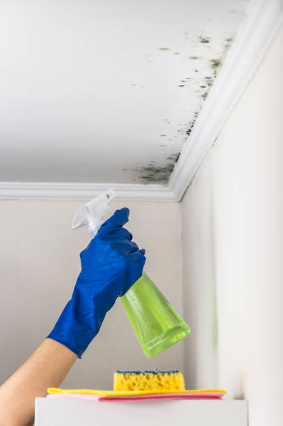 Mold Testing and Removal in Custer, SD